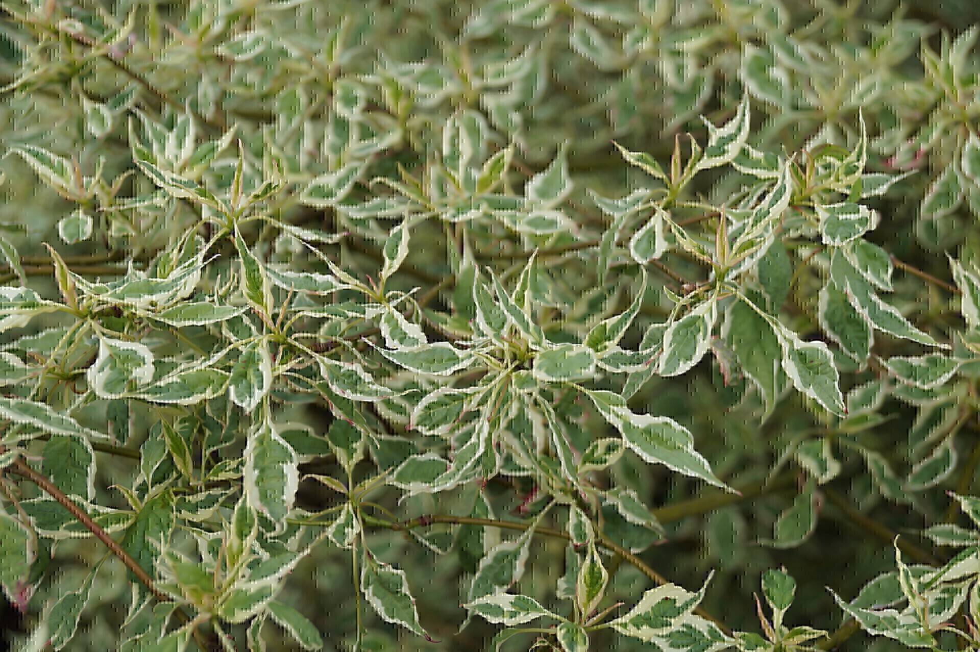 Cornus alternifolia Argentiana_02